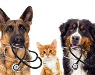rendez-vous avec le docteur Fahrende Tierarztpraxis