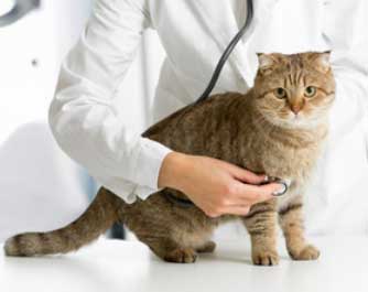 Vétérinaire Akupunktur für Tiere 