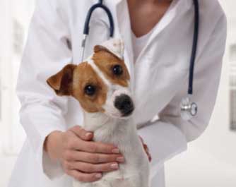 Vétérinaire AAA ANIMAL HEALTH CENTER SA 